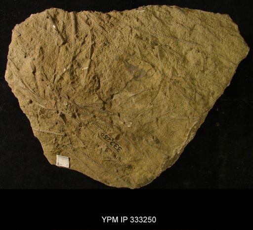 Ectenocrinus sp.
