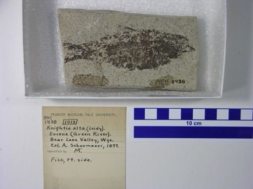 Knightia alta