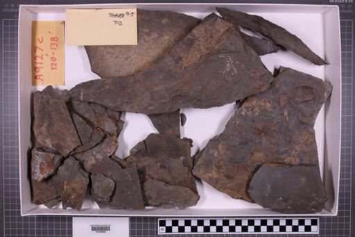 mixed taxa, stratigraphic collection