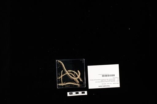 Thamnophis sirtalis