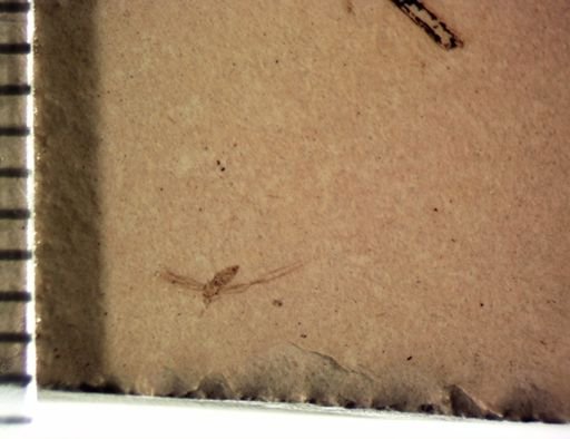 undet. Diptera
