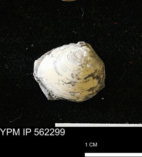 Limopsis striatopunctatus