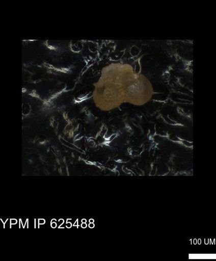 undet. Foraminiferida