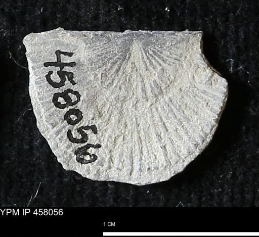 Strophodonta sp.