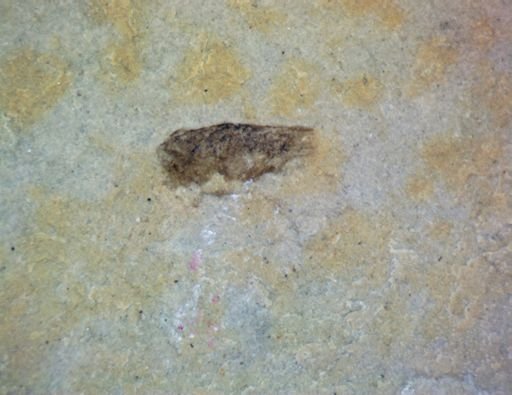 undet. Hemiptera