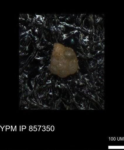 undet. Foraminiferida