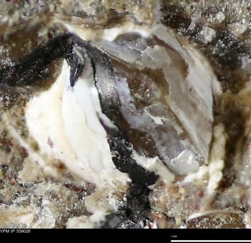 Corbulamella gregaria