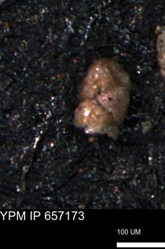 Verneuilinoides hectori