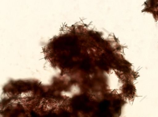 Iophon sp.