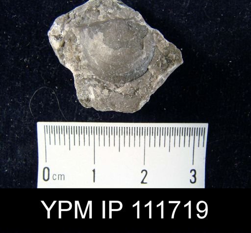 Brachyprion elegantulum
