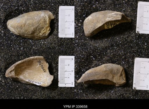 Ostrea glabra?