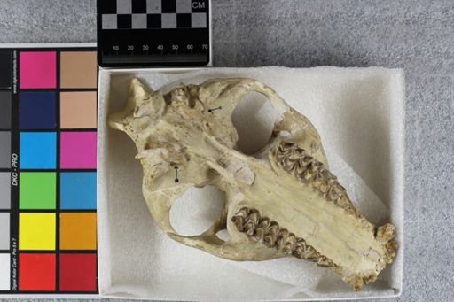 Merycoidodon culbertsoni browni