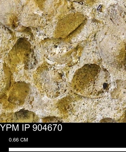 Corbulamella?