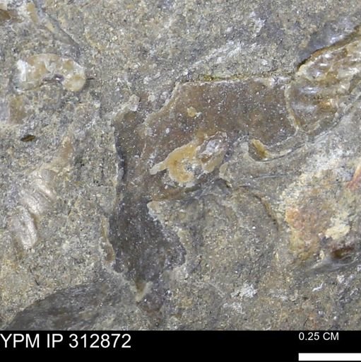 undet. Mollusca