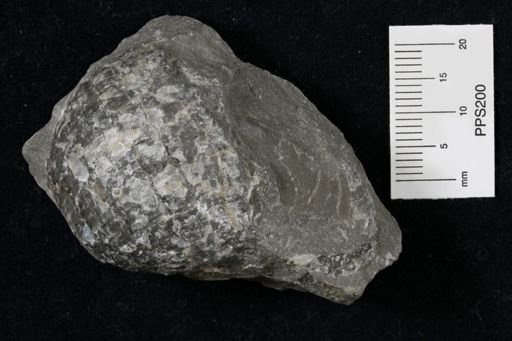 Juresania symmetrica