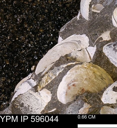 Protocardia?