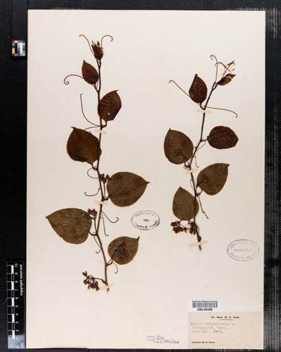 Smilax rotundifolia