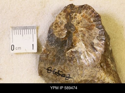 undet. Scaphitidae