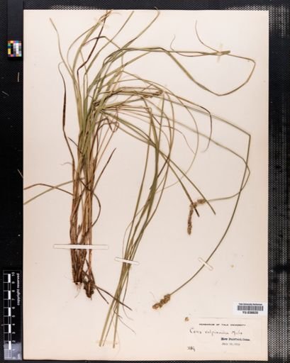 Carex vulpinoidea