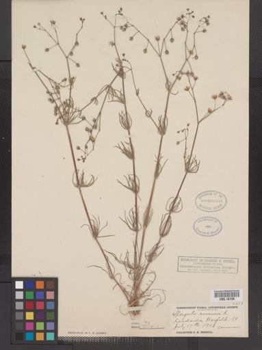 Spergula arvensis