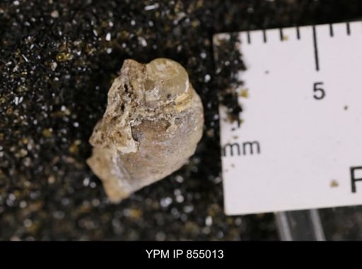 undet. Gastropoda