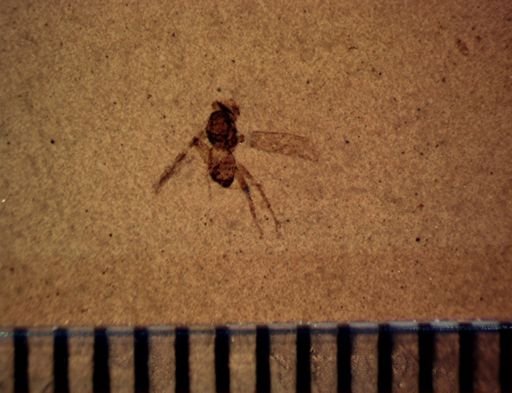 undet. Diptera