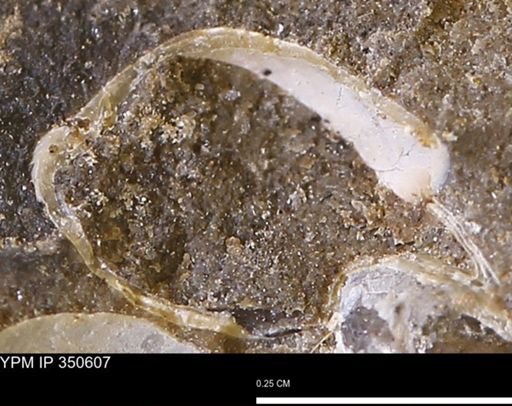 undet. Bivalvia
