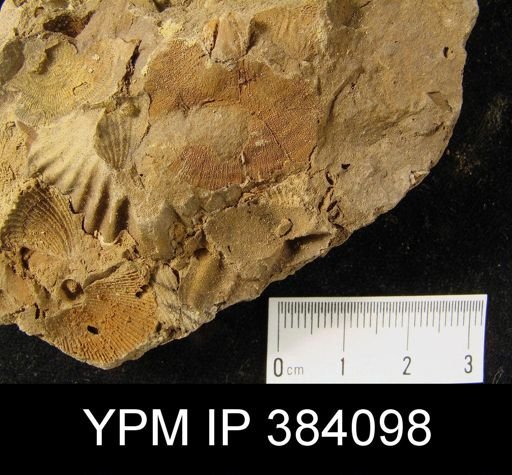 Leptostrophia oriskania; Diaphorostoma sp., Leptocoelia planellites, Orthothetes sp.
