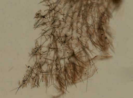 Homaxinella sp.