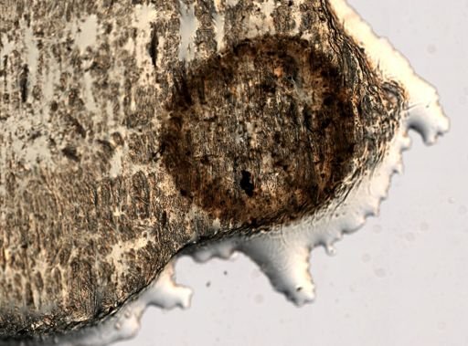 Paramecium