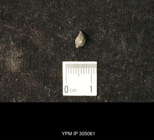 Pharkidonotus sp.