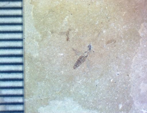 undet. Hexapoda