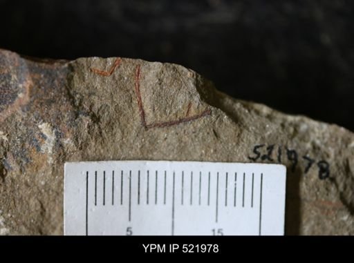 undet. Graptolithina