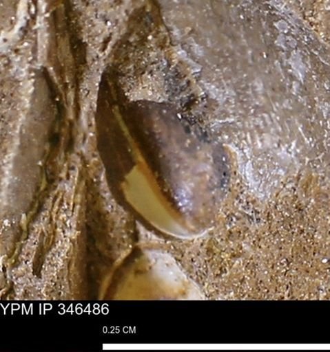 undet. Bivalvia