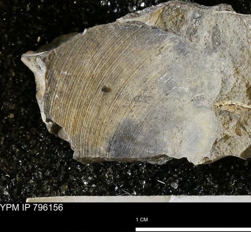 Spisula elliptica