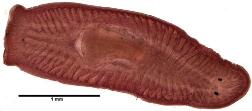Bdelloura candida
