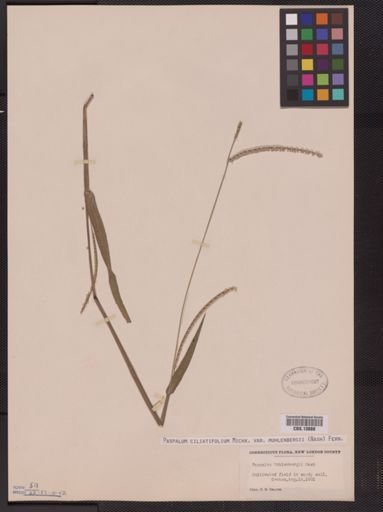 Paspalum ciliatifolium