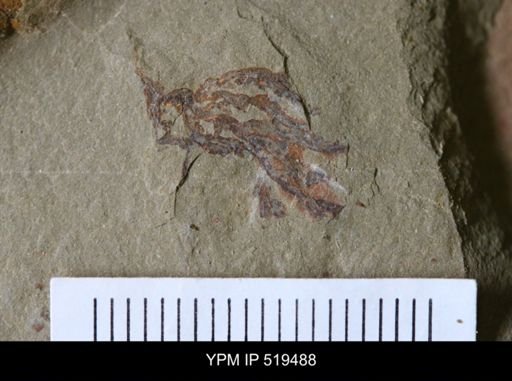 undet. Dendroidea