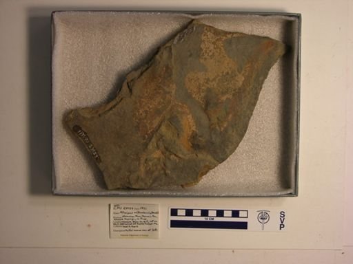 Atreipus milfordensis
