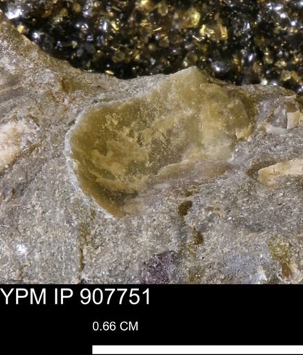 undet. Mollusca