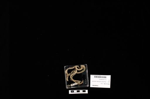 Colubridae