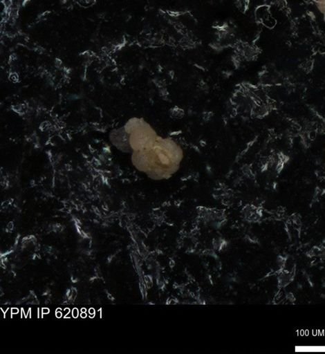 undet. Foraminiferida