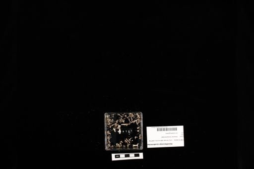 Hemitheconyx caudicinctus