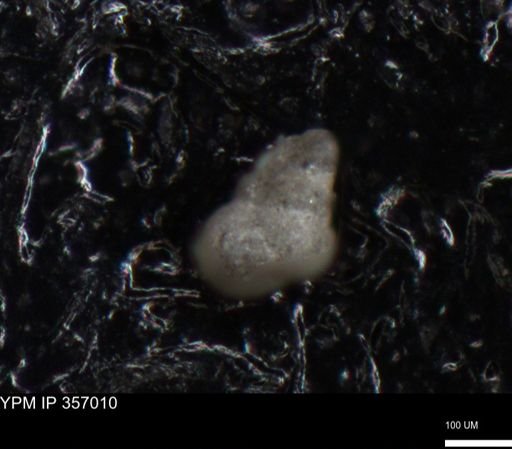 undet. Foraminiferida