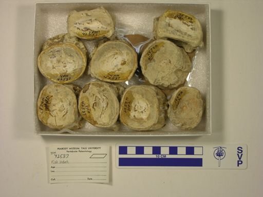 Xiphactinus?
