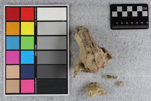 Daphoenus