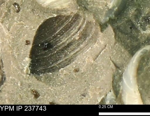 Limopsis striatopunctatus