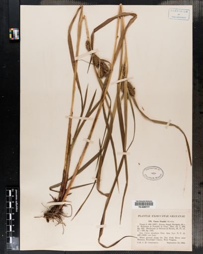 Carex frankii