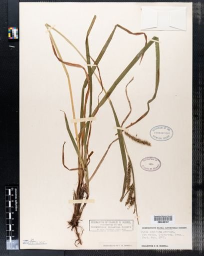 Carex scabrata