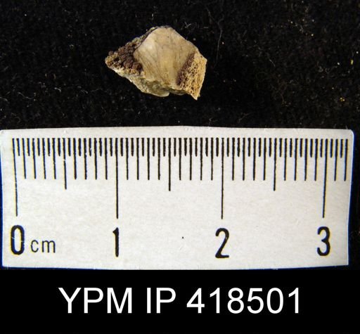 undet. Brachiopoda